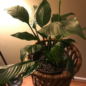 Meet your Posher, Love